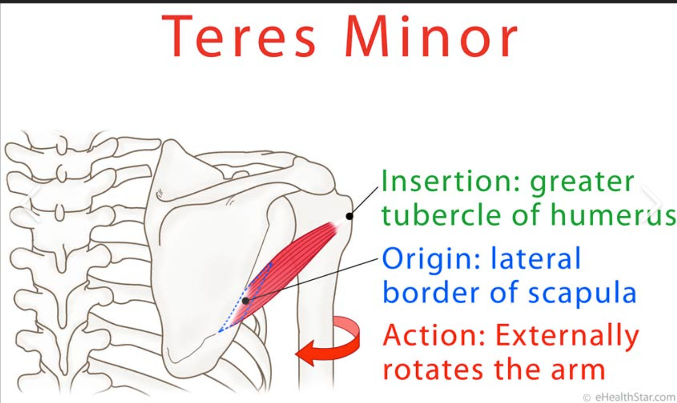 <p>Teres minor (shoulder) insertion </p>