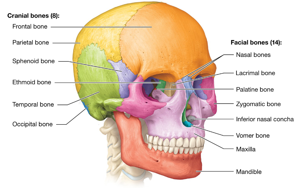 <p>All skull bones are united in adults by immoveable joints called <strong>Sutures</strong>, except the mandible (lower jaw bone)</p>