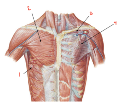 <p>What muscle is labeled 2?</p>