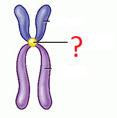 <p>It is the constricted region of a chromosome that plays a crucial role in the movement of chromosomes during cell division.</p>