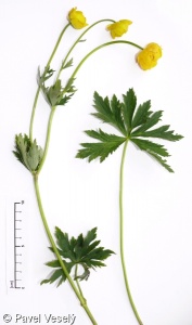 term image