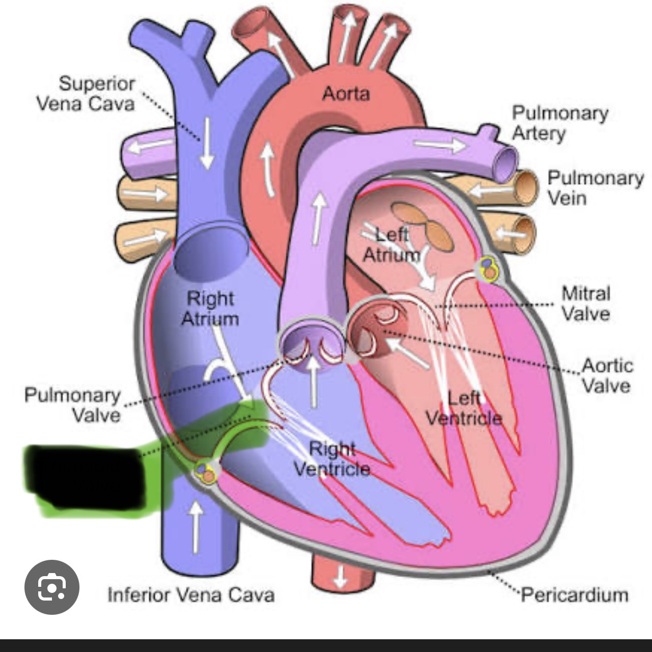 knowt flashcard image