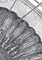 <p>small projections into behind iris that circle the eye lens </p>