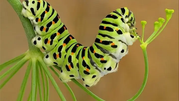 <p>Caterpillar</p>