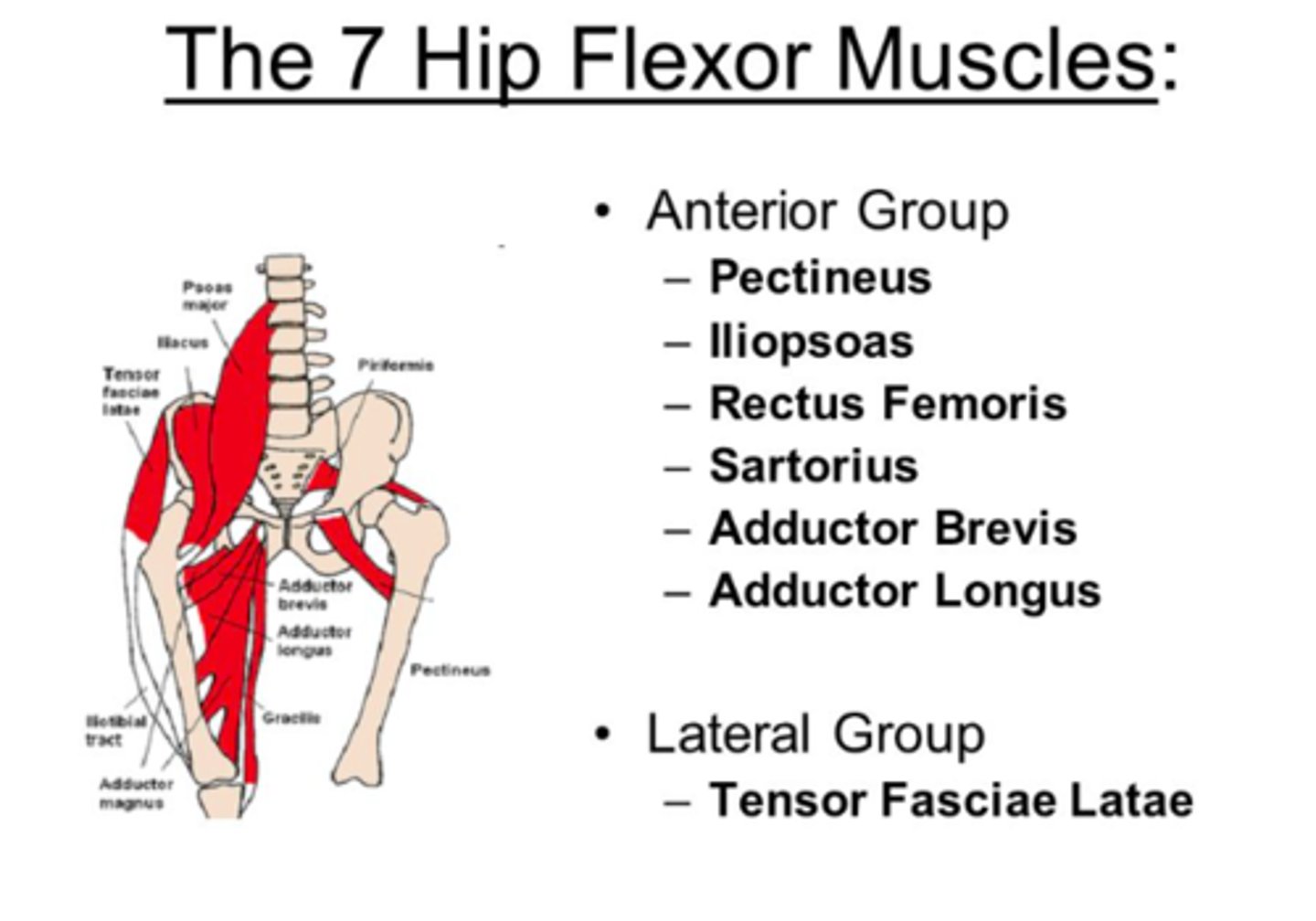 <p>Psoas major, rectus femoris, tensor fasciae latae, sartorius, and pectineus</p>