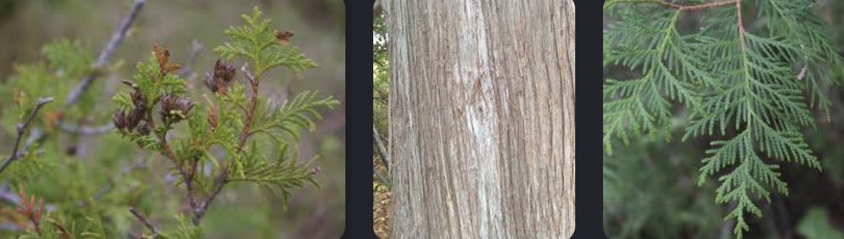 <p>Thuja occidentalis</p>