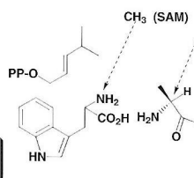 <p>Ergolina</p><ul><li><p>Qual a classe: ergolinas, derivados de núcleo tetraciclico, octahidro-indoloquinoleico.</p></li><li><p>O percursor/ via de síntese: triptofano (núcleo indoleinico), ácido mevalónico (adiciona mais carbonos e por isso o anel extra) , metionina (só adiciona um metil no azoto em N6)</p></li><li><p>Ação farmacológica e o mecanismo associado: ERGOTISMO</p></li></ul><p>Tipo gangrenoso: inflamação dolorosa das extremidades, entorpecimento, arrefecimento, queda espontânea de membros pelas articulações. (vasoconstrição muito forte)</p><p>Tipo convulsivo: agitação mental, delírio, e perturbações sensoriais.</p><p></p>