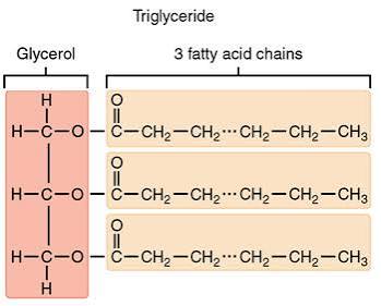 <p>anhydrous, highly reduced, 7x more energy per gram than glucose </p>
