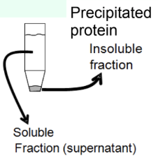 <p>What is protein <strong>precipitation</strong> used for?</p>