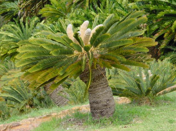 <p>Describe the branch, trunk, and location of leaves of cycads. (picture shows a sago palm, a plant of the species Cycas)</p>