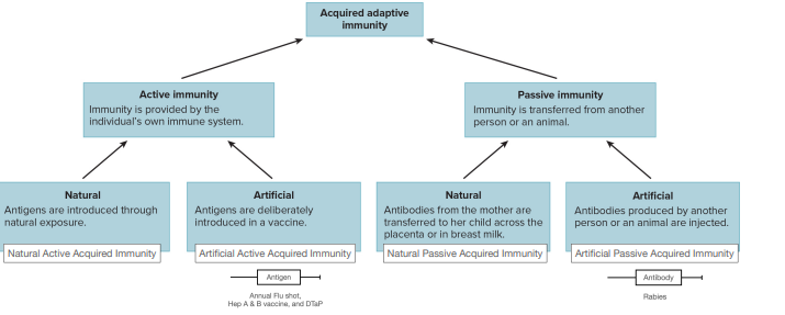 <p>Antibodies are introduced in a vaccine</p>