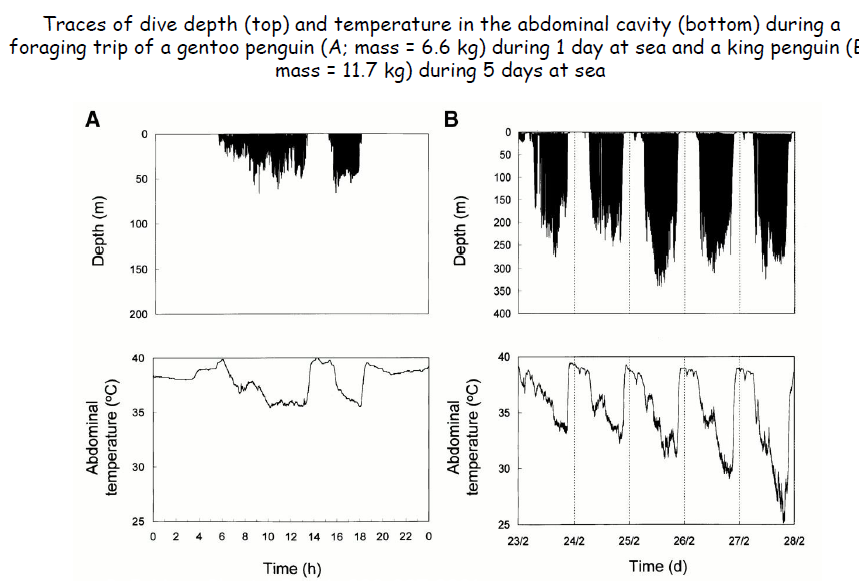<ul><li><p>Solution to saving energy = to get cold </p></li><li><p>Lower the difference in temperature between animals and water = lower the heat loss </p></li><li><p>Penguins = abdominal temperature goes down when they dive, all the time, not just in bouts of foraging </p></li></ul><p></p>