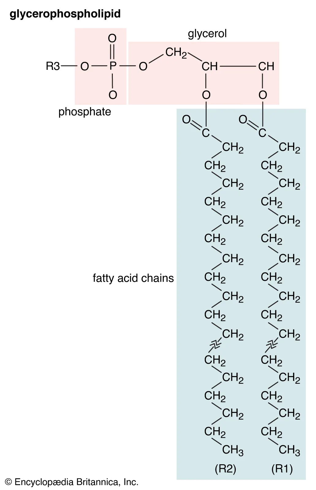 <p>Complex molecules with a varied mixture of lipids with long fatty acid tails bonded to one chain alcohols or carbon rings. The molecules of these pack tightly, making them firm and water resistant </p>