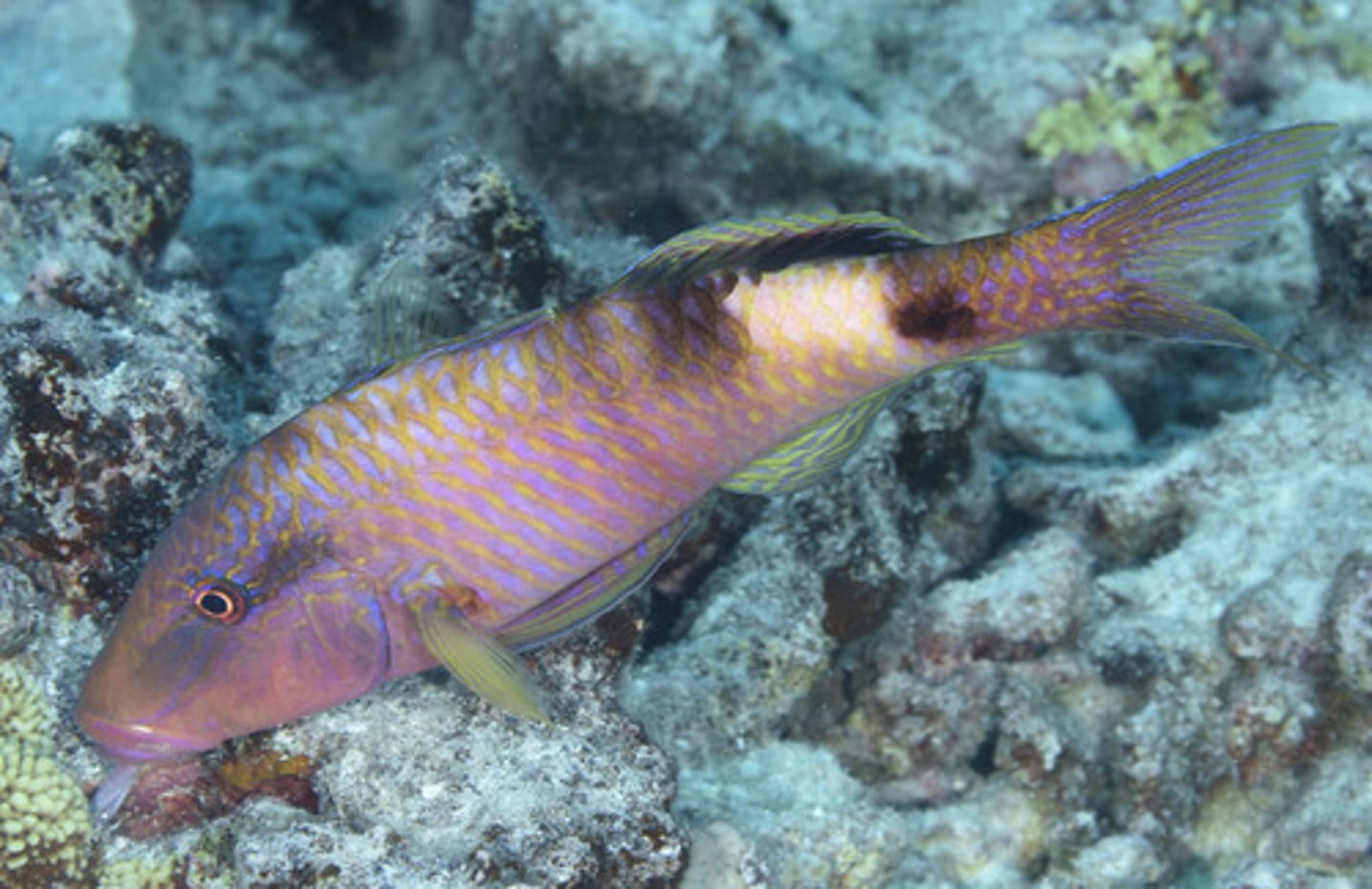 <p>Parupeneus multifasciatus</p>