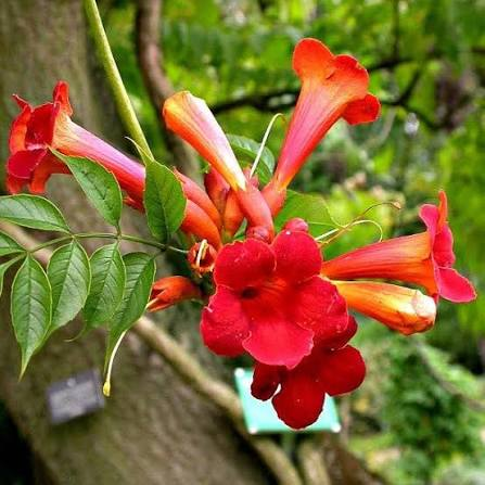 <p>A woody vine in the family Bignoniaceae commonly known as Trumpet Vine.</p>