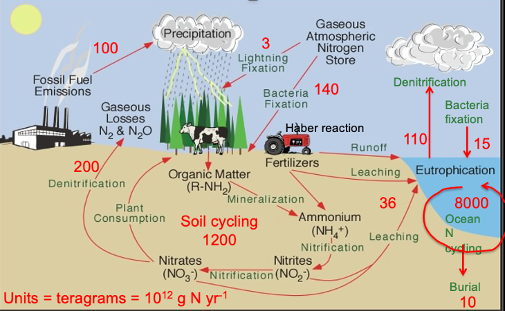 <p>Nitrogen accumulation in oceans:</p>