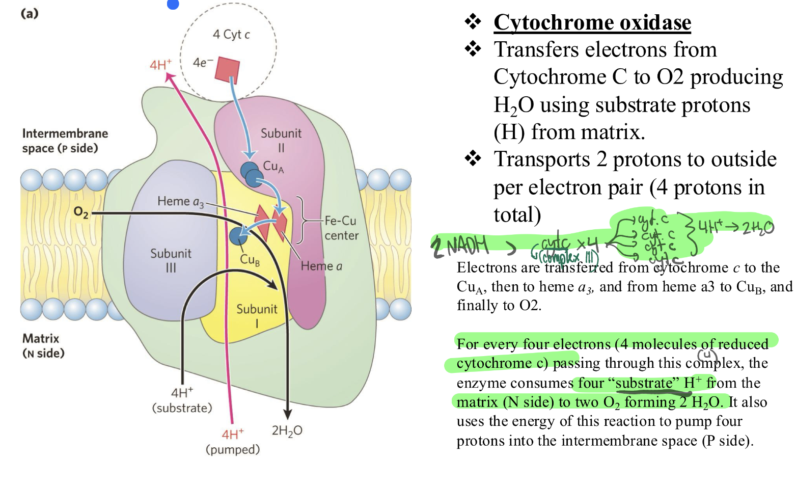 <p>= cytochrome oxidase</p><p>❖ Transfers electrons from Cytochrome C (coming straight from CIII) to O2 producing</p><p>H2O using substrate protons from matrix.</p><p>❖ Transports 2 protons to outside per electron pair (4 protons in</p><p>total)</p><p>Inside the Complex IV protein: <strong>two different physical paths</strong> for protons:</p><ul><li><p><span>One path leads straight to the </span><strong><span>Oxygen</span></strong><span> to make water.</span></p></li><li><p><span>The other path leads all the way </span><strong><span>Through the Protein</span></strong><span> to the other side of the membrane.</span></p></li></ul><p>The "electricity" from the falling electrons is strong enough to force protons through <strong>both</strong>paths at the same time.</p><p>SO:</p><p>For every <strong>one O2 </strong>molecule (which requires 4 electrons), the complex makes <strong>two</strong>separate withdrawals from the Matrix bank:</p><ol><li><p><strong><span>Withdrawal A: The "Ingredients" (4 Protons)</span></strong></p><ul><li><p><span>These protons are taken into the "active site" of the protein.</span></p></li><li><p><span>They are physically </span><strong><span>glued</span></strong><span> to the oxygen and the electrons.</span></p></li><li><p><strong><span>Result:</span></strong><span> They disappear from the matrix and become part of H2O molecule.</span></p></li></ul></li></ol><p><em><span>Total cost: 4H+</span></em></p><ol><li><p><strong><span>Withdrawal B: The "Export" (4 Protons)</span></strong></p><ul><li><p><span>While the water is being made, the complex uses the "leftover" energy to grab </span><strong><span>4 more protons</span></strong><span> from the matrix.</span></p></li><li><p><span>Instead of making water with them, it shoves them through a </span><strong><span>separate tunnel</span></strong><span> and kicks them out into the Intermembrane Space.</span></p></li></ul></li></ol><p><em><span>Total cost: 4H+</span></em></p><p></p>