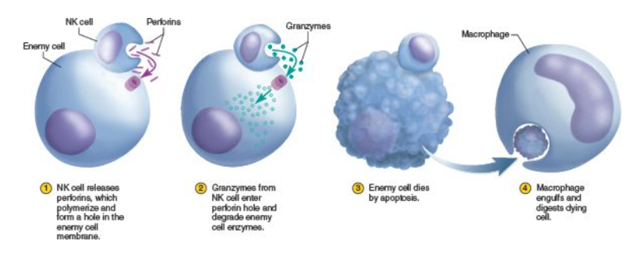 <ul><li><p>apoptosis - when the NK cell identifies an unhealthy cell, the NK cell releases cytokines (to attract phagocytes), perforin and granzymes which enter the cell and cause apoptosis (programmed cell death).</p></li></ul><ol><li><p>the NK cell releases perforins, which bind to the unhealthy cell’s membrane, where they polymerise, forming a ring that makes a hole in the membrane.</p></li><li><p>granzymes released by the NK cell enter through the hole. they induce apoptosis of the cell.</p></li><li><p>the unhalthy cell dies by apoptosis.</p></li><li><p>a macrophage engulfs and digests dying material</p></li></ol><p></p>