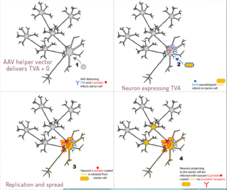 <p>can precisely target cells using the EnvA and TVA system:</p><ul><li><p>pseudotype rabies with EnvA</p></li><li><p>mammalian neurons lack TVA recepto</p></li><li><p>starter cells genetically engineered to express TVA + G protein via AAV vector → prgeny rabies goated with G protein and can move to neighbouring cells</p></li><li><p>infection becomes cell-type specific </p></li></ul><p></p>