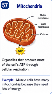 <p>Organelles that produce most of the cell's ATP through cellular respiration. </p>