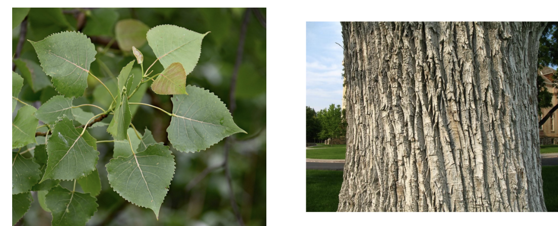 <p>Populus deltoides</p>