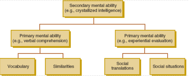 <p>factor (ability measured by mult tests) primary (cluster of factors) secondary (even more theoretical)</p>