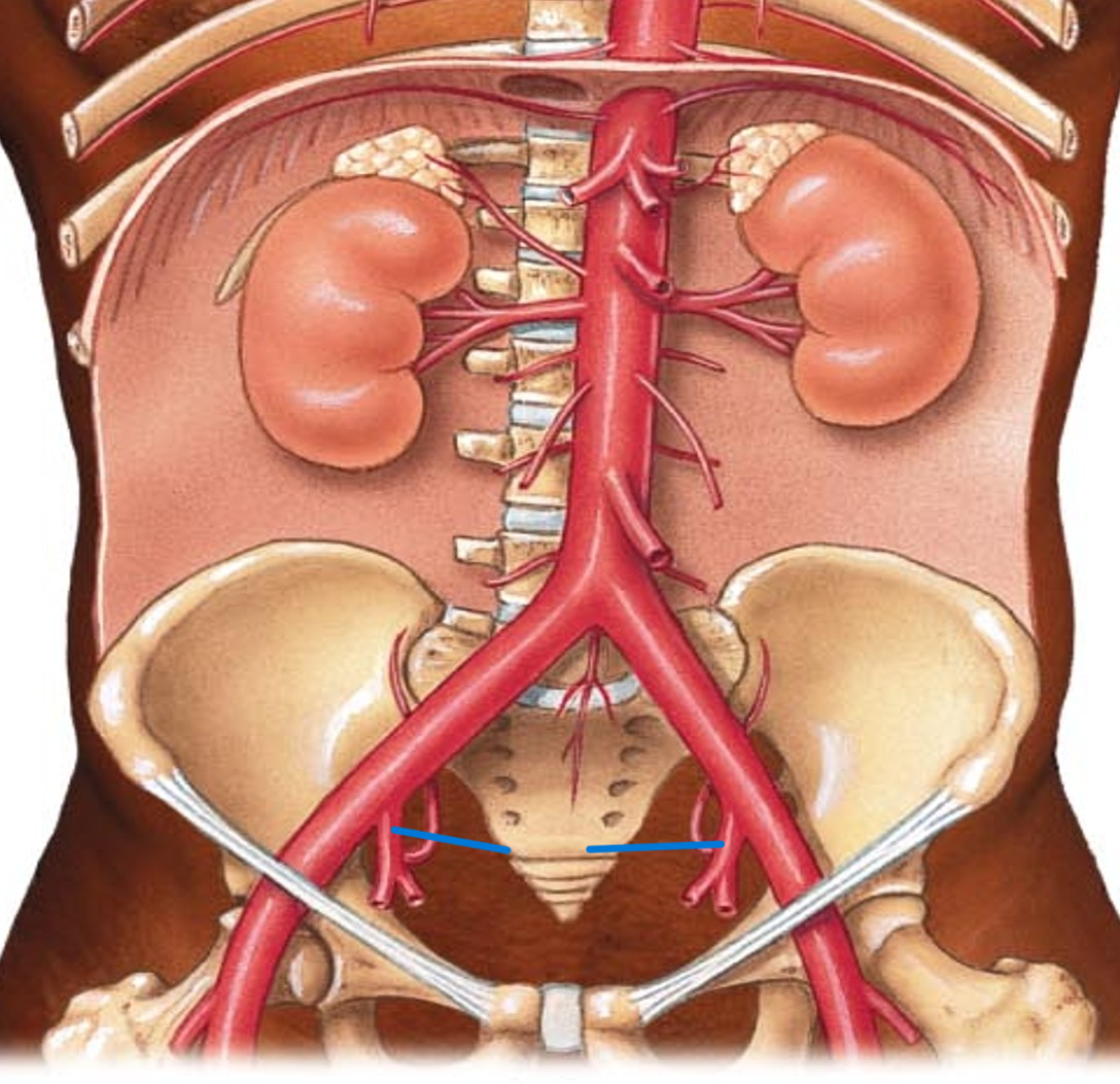 <p>Name the artery</p>