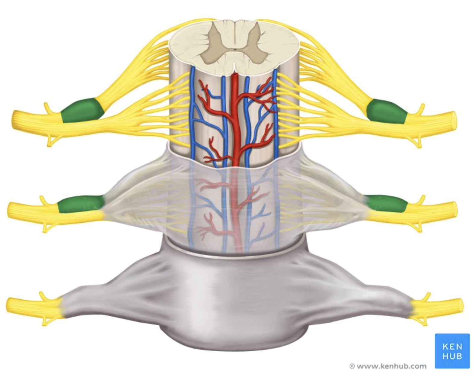<p>PNS.</p><p>Sensory neuron cell bodies.</p>