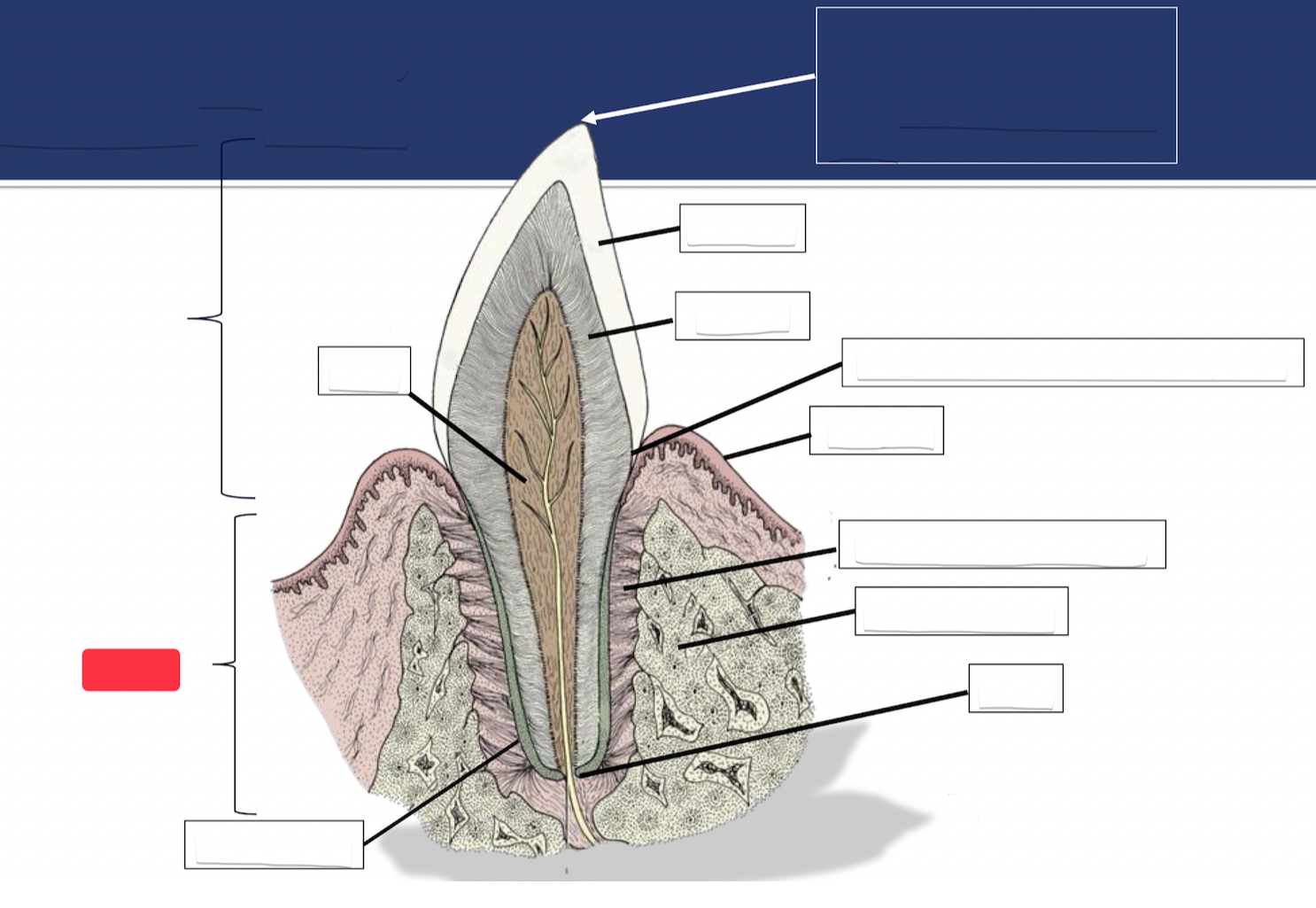 <p>Label this part of the tooth.</p>