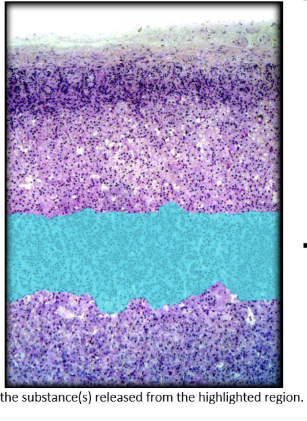 <p>identify the substances released from the highlighted region</p>