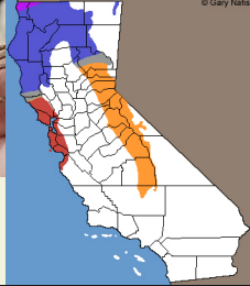 <p>Which Anguidae species?</p>