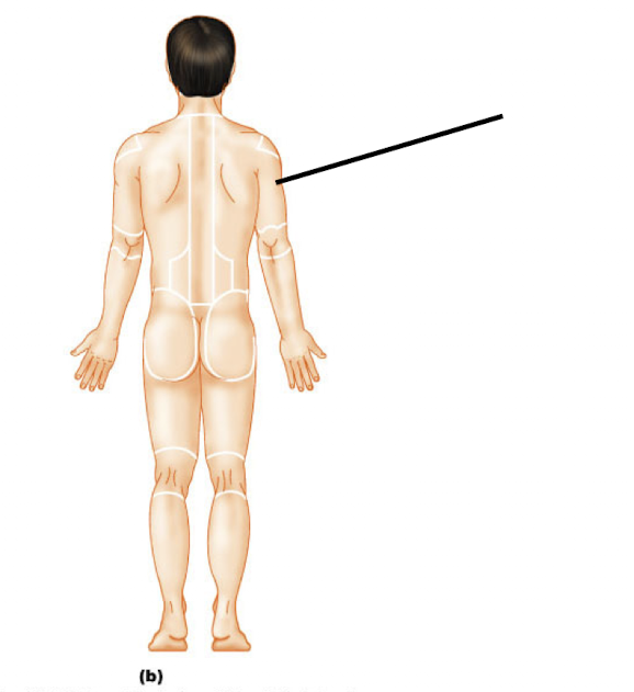<p>Brachial (P)</p>