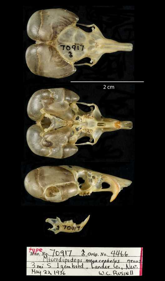 <p>Family Heteromyidae Microdipodops megacephalus (Dark Kangaroo Mouse) </p>