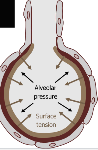 <p>Lung maturation</p>
