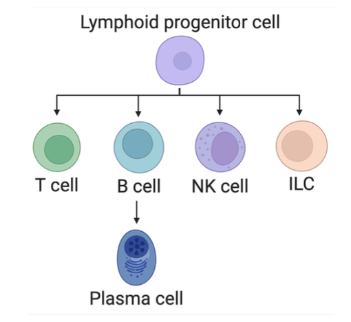 <p>from a common progenitor </p>