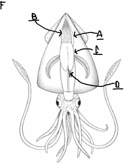 <p>What is labeled by D in this photo?</p>