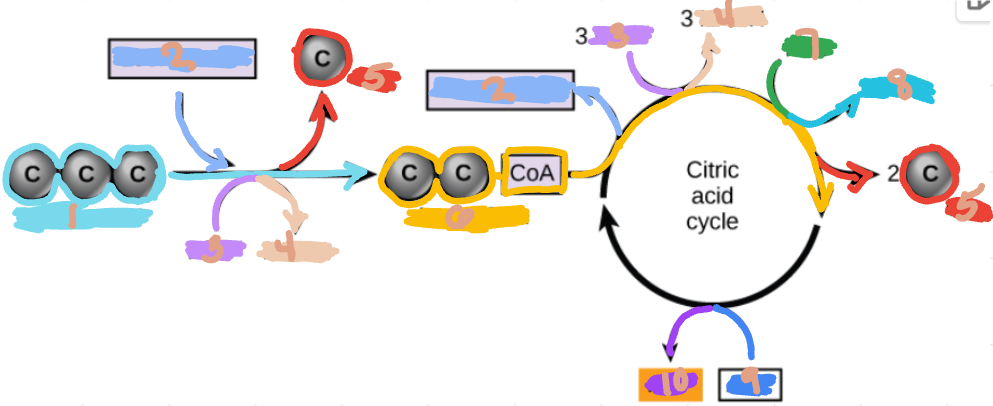 <p>Name the steps in the citric acid cycle</p>