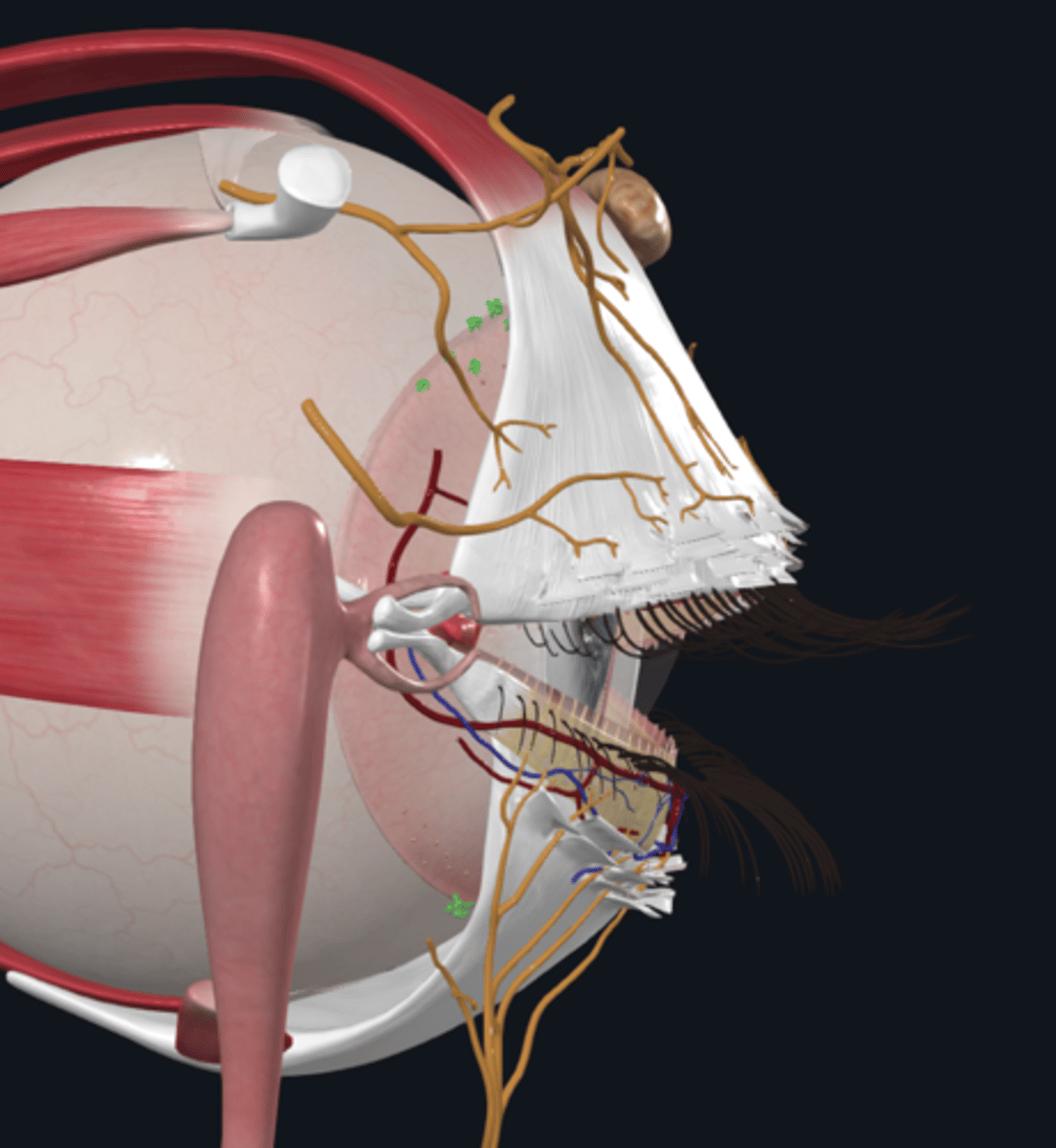 <p>What is the function of the lacrimal glands?</p>