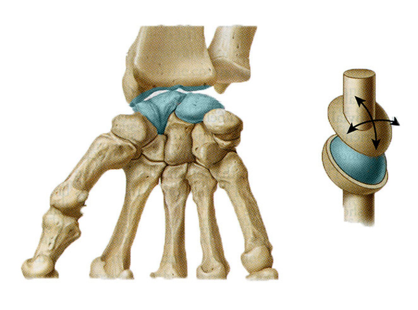 <p>(Condyloid Joint)</p><p>Where the distal radius articulates with the proximal row of carpal bones</p><p>-50% of wrist motion occurs here</p><p>-Consists of:</p><p>---Radius</p><p>---Radioulnar Disc</p><p>---Scaphoid</p><p>---Lunate</p><p>---Triquetrum </p><p>-Motions: Flexion/Extension &amp; Radial/Ulnar Deviation</p><p>-Ligaments: Ulnar &amp; Radial Collateral (anterior &amp; posterior)</p>