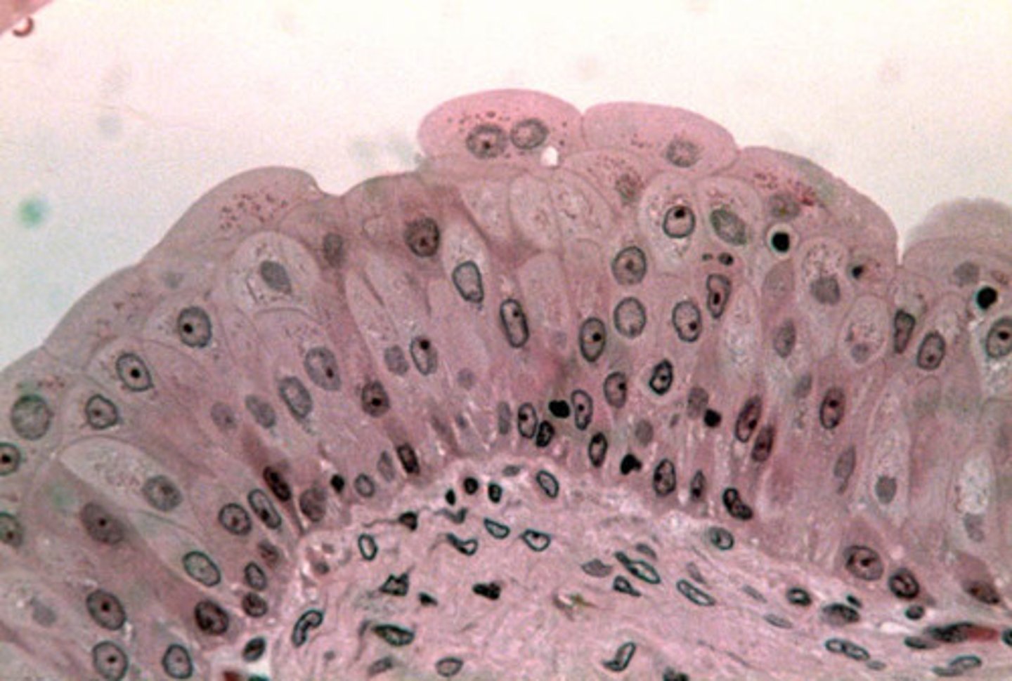 <p>only in urinary system, bottom cells are cuboidal that transition to round on the top</p><p>(allow urinary organs to stretch)</p>
