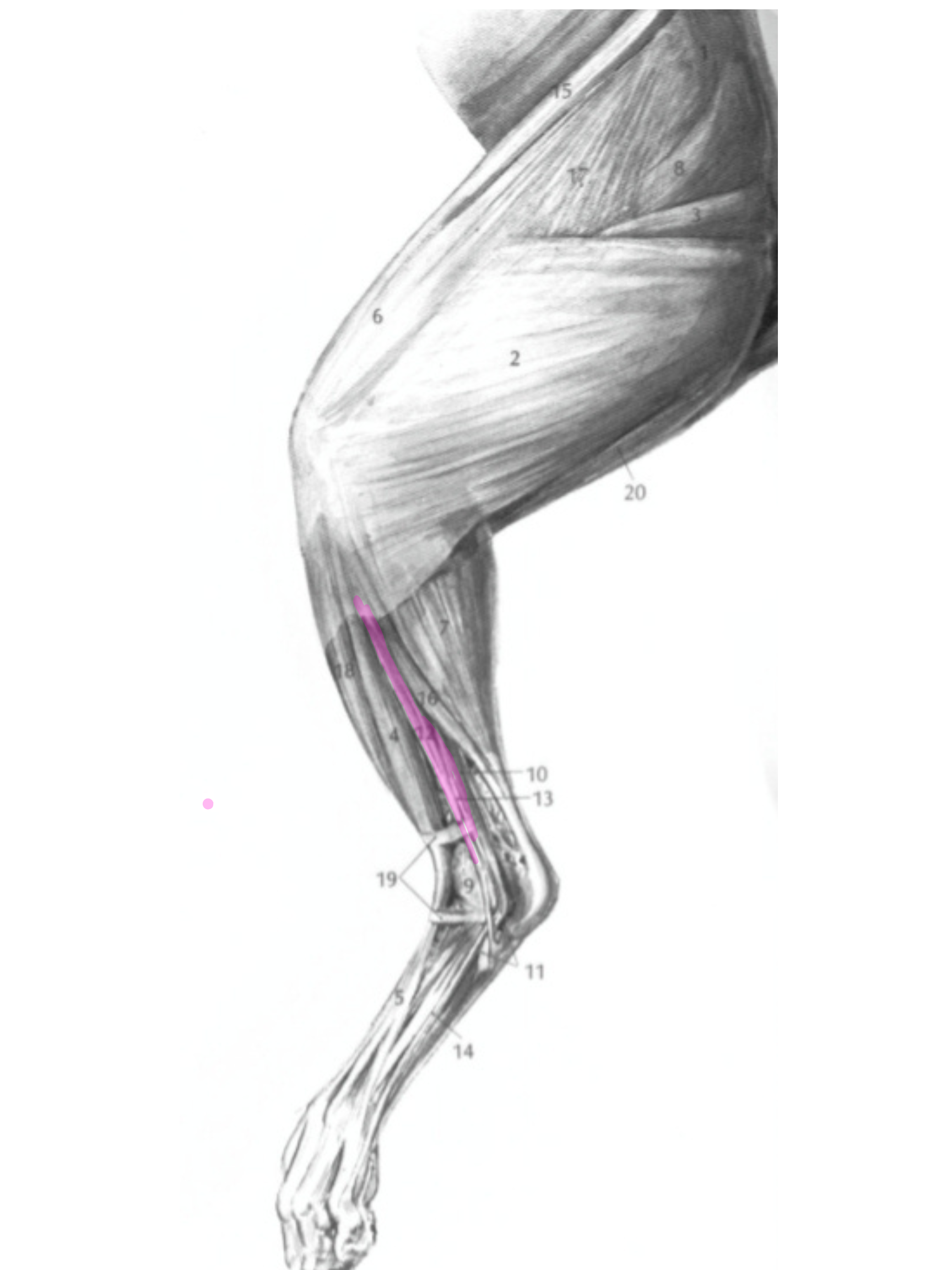 knowt flashcard image