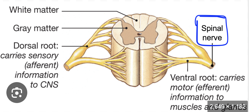 <p>where roots connect</p>