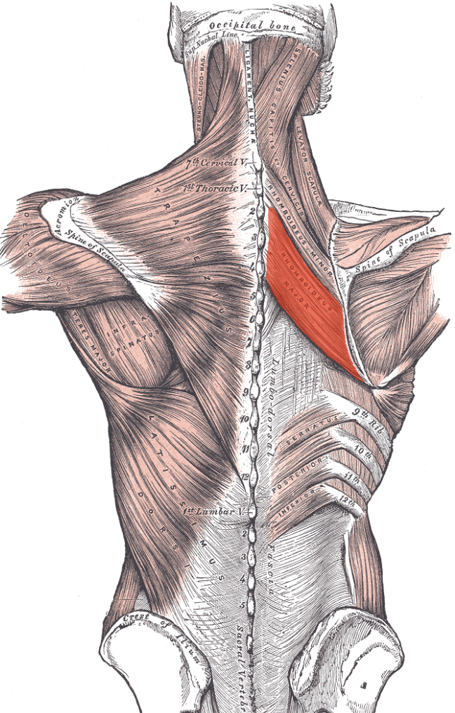 term image