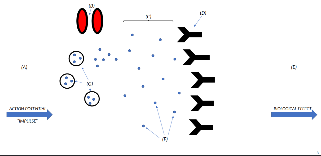 <p>What does D represent</p>