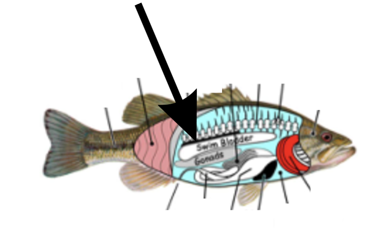 <p>What is this part on the fish?</p>