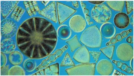 <p>What are these organisms? Place them in a group.</p>