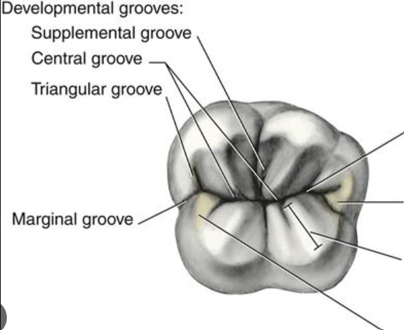 <p>less distinct shallow linear depression on surface of a tooth</p>