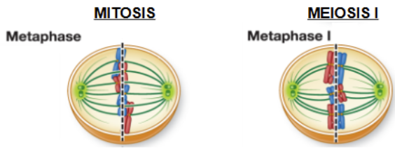 <p>homologous pairs are attached at chiasmata, so they line up together </p>