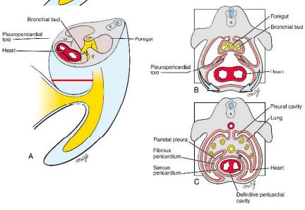 <ol><li><p>pericardio-peritoneal canals become too small as lung buds expand caudolaterally within them, causing lungs to expand dorsally, laterally and ventrally into body wall mesenchyme</p></li><li><p>in early week 5, 2 pleuro-pericardial folds develop from the lateral body walls and project into the undivided thoracic cavity</p></li><li><p>these folds grow medially towards each other between the heart and lungs, eventually fusing at the end of week 5 with the foregut mesenchyme</p></li><li><p>the primitive pericardial cavity is divided into 2 dorsolateral pleural cavities and 1 ventral definitive pericardial cavity</p></li></ol><p></p>