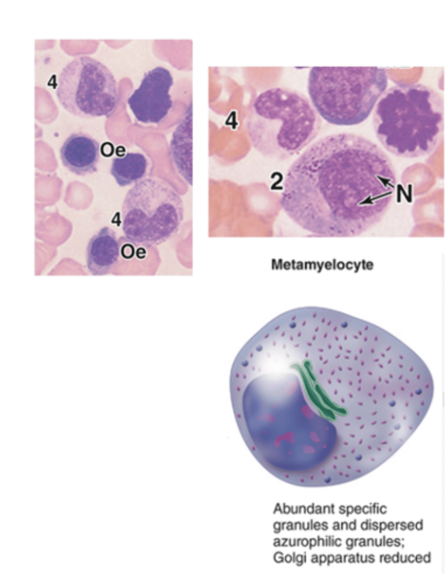 <p>What are the two stages of neutrophil development following the metamyelocyte stage?***</p>